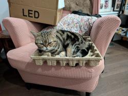 Lost Female Cat last seen Near Madison Heights Blvd, Markham, ON L6C 2E3