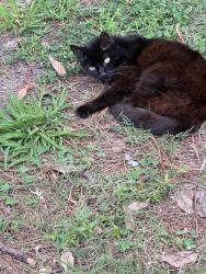 Lost Female Cat last seen W Queen street close to victory life church, Hampton, VA 23669