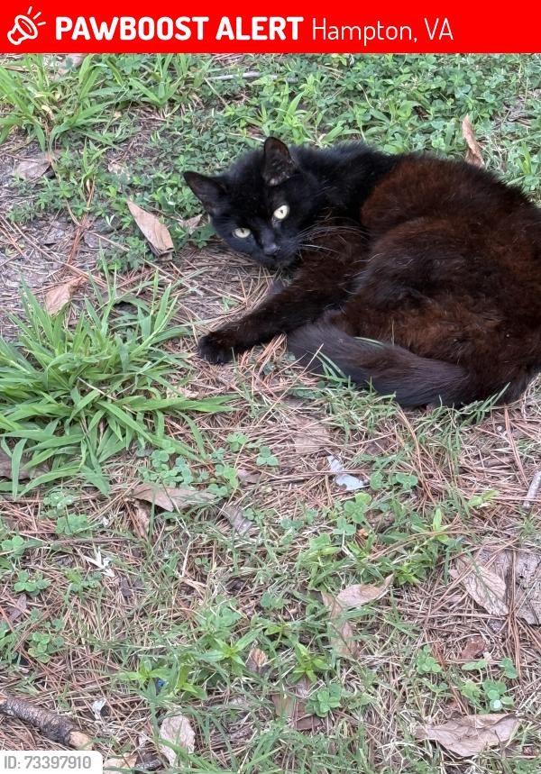 Lost Female Cat last seen W Queen street close to victory life church, Hampton, VA 23669