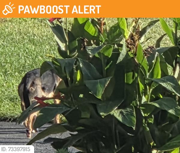Found/Stray Unknown Dog last seen Good drive/ Springbrook Court, East Hempfield Township, PA 17603