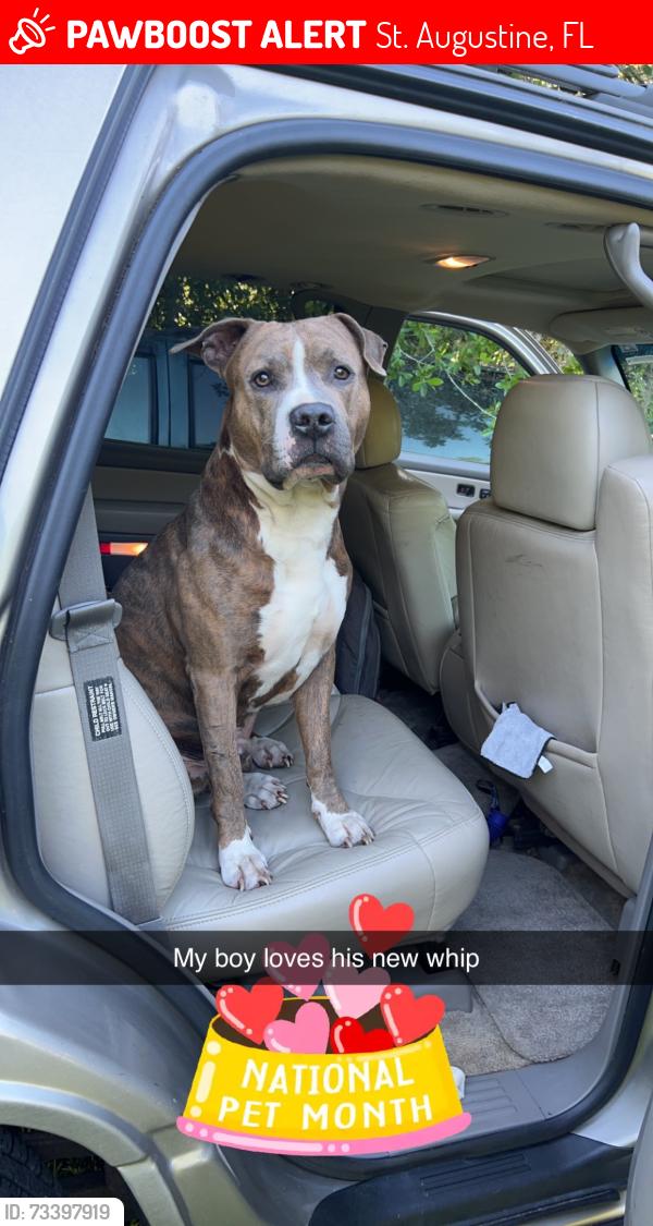 Lost Male Dog last seen Next door to wells bros farm 9044604657, St. Augustine, FL 32092