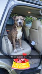 Lost Male Dog last seen Next door to wells bros farm 9044604657, St. Augustine, FL 32092