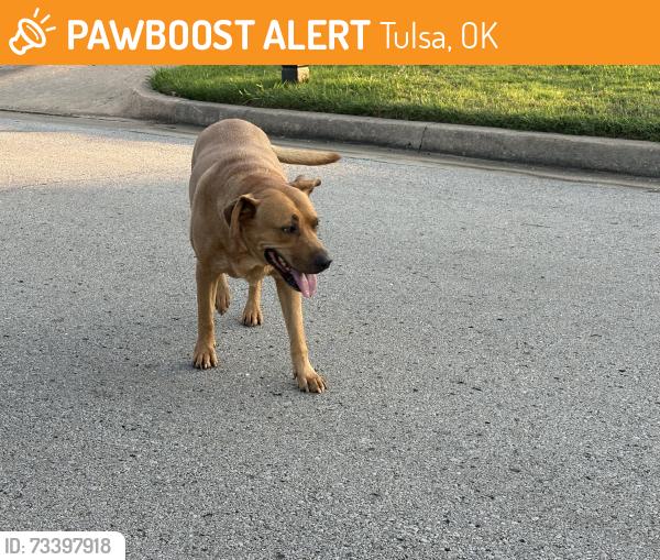 Found/Stray Unknown Dog last seen West highlands neighborhood, Tulsa, OK 74107