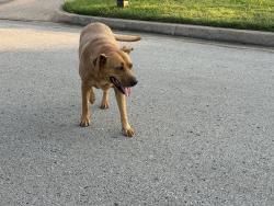Found/Stray Unknown Dog last seen West highlands neighborhood, Tulsa, OK 74107