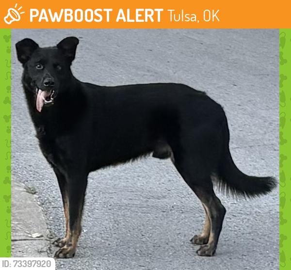 Found/Stray Male Dog last seen West highland neighborhood, Tulsa, OK 74107