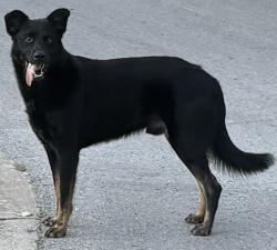 Found/Stray Male Dog last seen West highland neighborhood, Tulsa, OK 74107