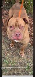 Lost Male Dog last seen Norwood, pauline, huy, Columbus, OH 43211