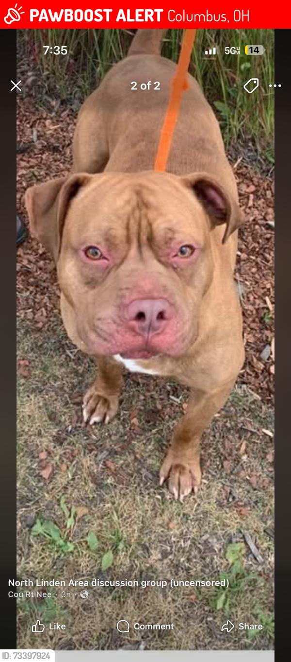 Lost Male Dog last seen Norwood, pauline, huy, Columbus, OH 43211