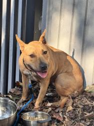 Found/Stray Female Dog last seen Porter St NW & Klingle Rd NW, Washington, DC 20008