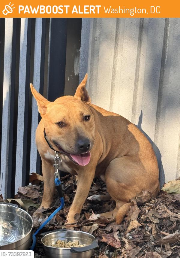 Found/Stray Female Dog last seen Porter St NW & Klingle Rd NW, Washington, DC 20008