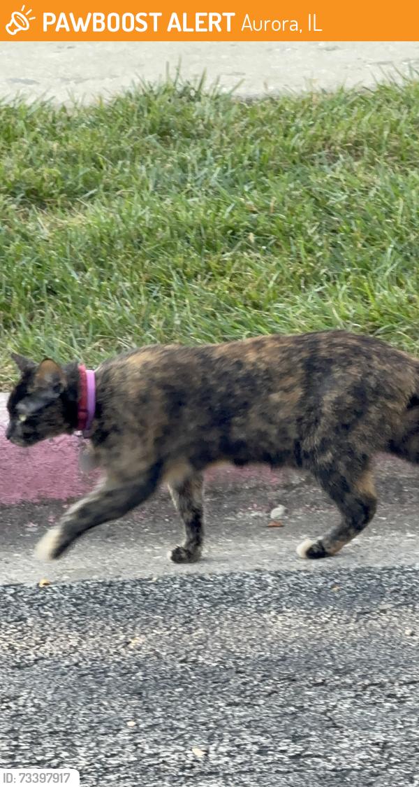 Found/Stray Unknown Cat last seen Raintree Ct and Gregory st, Aurora, IL 60504