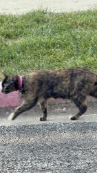 Found/Stray Unknown Cat last seen Raintree Ct and Gregory st, Aurora, IL 60504
