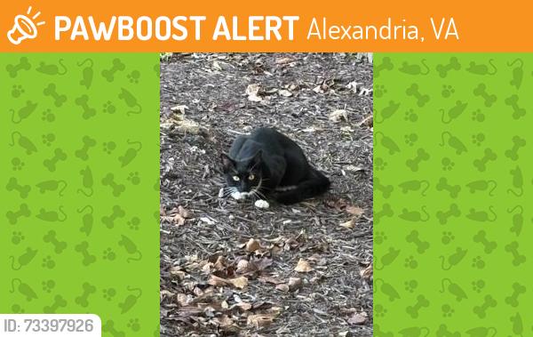 Found/Stray Unknown Cat last seen Corner of Cobbs Road and Cobbs Road, 22310, Alexandria, VA 22310