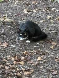 Found/Stray Unknown Cat last seen Corner of Cobbs Road and Cobbs Road, 22310, Alexandria, VA 22310