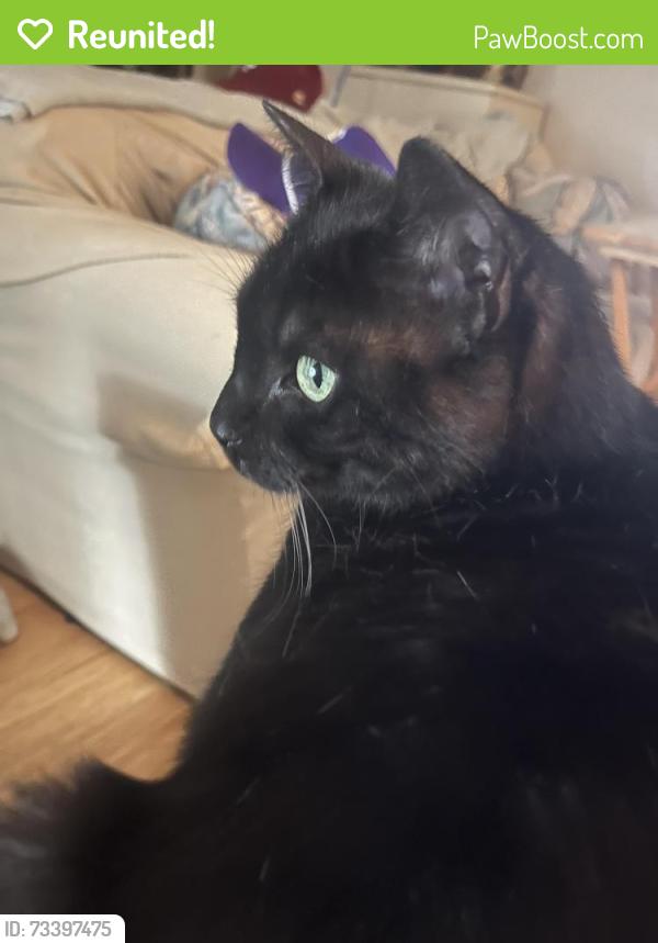 Reunited Male Cat last seen Summerwood Ave & Carolwood St., Orlando, FL 32812