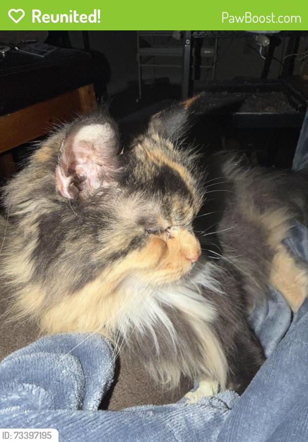 Reunited Female Cat last seen Sunburst Way, Citrus Heights, CA 95621