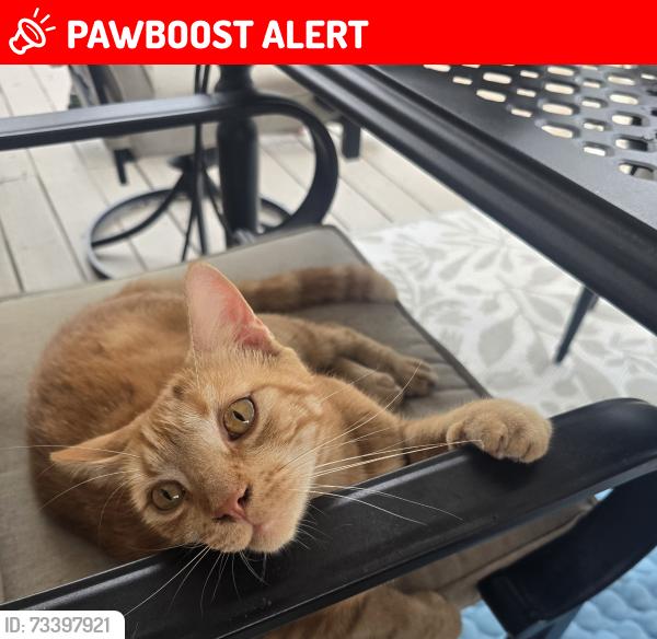 Lost Male Cat last seen Montour Street, Brisban-baseball field area, Swatara Township, PA 17111