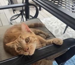 Lost Male Cat last seen Montour Street, Brisban-baseball field area, Swatara Township, PA 17111