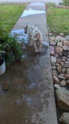 Found/Stray Male Dog last seen Ricks, San Angelo, TX 76905