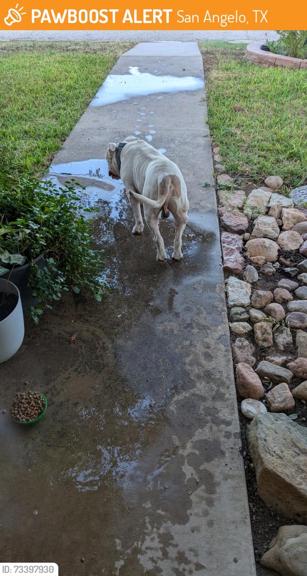 Found/Stray Male Dog last seen Ricks, San Angelo, TX 76905