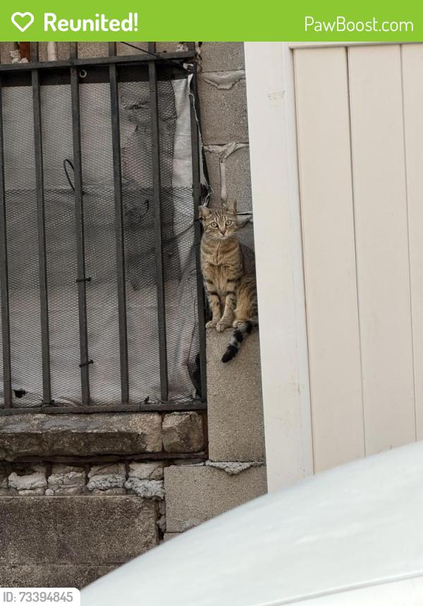 Reunited Female Cat last seen Between train stations Elder Ave and Morrison Ave, The Bronx, NY 10472