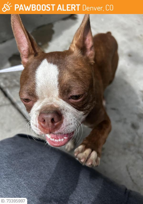Found/Stray Male Dog last seen 40th Colorado BLVD, Denver, CO 80216