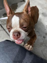 Found/Stray Male Dog last seen 40th Colorado BLVD, Denver, CO 80216