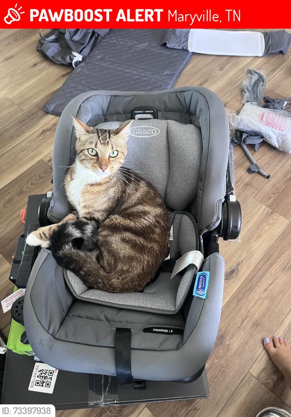Lost Male Cat last seen Wildwood Rd, Maryville, TN 37804
