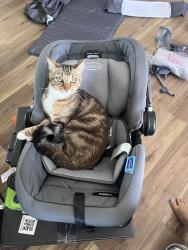 Lost Male Cat last seen Wildwood Rd, Maryville, TN 37804