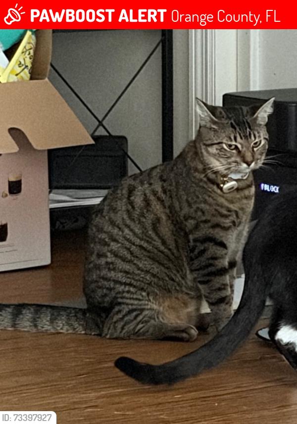 Lost Female Cat last seen Bumby and Lake Margaret, Orange County, FL 32806