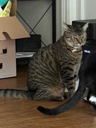 Lost Female Cat last seen Bumby and Lake Margaret, Orange County, FL 32806