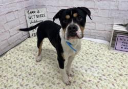 Shelter Stray Male Dog last seen Near BLOCK CHENE ST, DETROIT MI 48207, 7401 Chrysler Dr, Detroit, MI 48211, USA