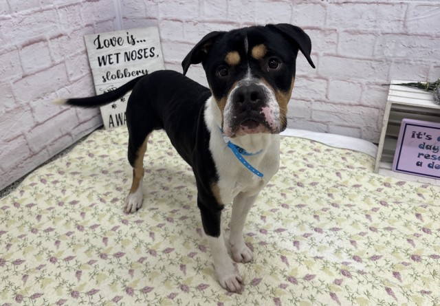 Shelter Stray Male Dog last seen Near BLOCK CHENE ST, DETROIT MI 48207, 7401 Chrysler Dr, Detroit, MI 48211, USA
