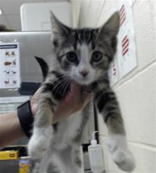 Shelter Stray Male Cat last seen Near BLOCK MCPHAIL ST, HOPE MILLS NC 28348, 4704 Corporation Dr, Fayetteville, NC 28306, USA
