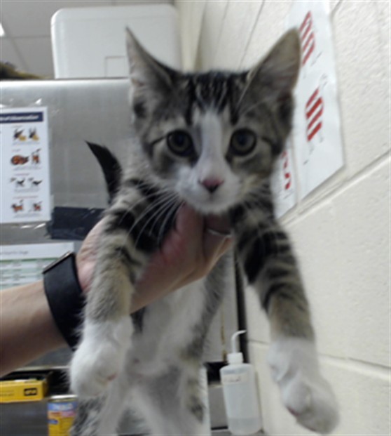 Shelter Stray Male Cat last seen Near BLOCK MCPHAIL ST, HOPE MILLS NC 28348, 4704 Corporation Dr, Fayetteville, NC 28306, USA