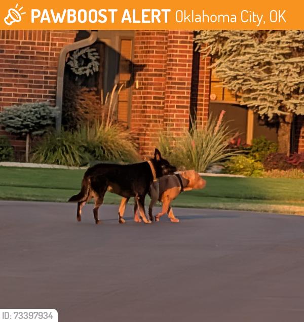 Found/Stray Unknown Dog last seen Kings ridge addition, Oklahoma City, OK 73170