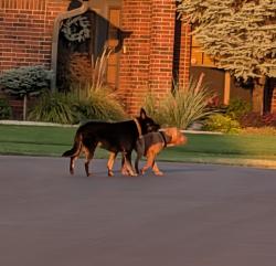 Found/Stray Unknown Dog last seen Kings ridge addition, Oklahoma City, OK 73170