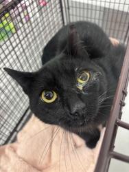 Shelter Stray Male Cat last seen LA SALLE X MENDELL, 1419 Bryant St, San Francisco, CA 94103, USA