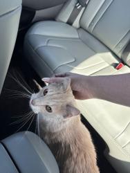 Found/Stray Female Cat last seen Olathe South High School, Olathe, KS 66062