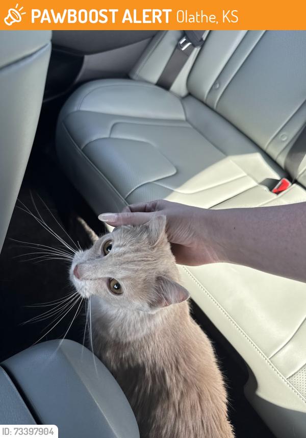 Found/Stray Female Cat last seen Olathe South High School, Olathe, KS 66062
