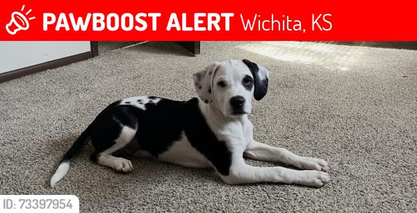 Lost Male Dog last seen Harry St and Rock Rd, Wichita, KS 67207