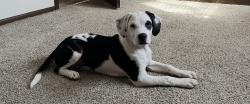 Lost Male Dog last seen Harry St and Rock Rd, Wichita, KS 67207