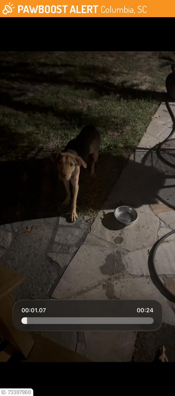 Found/Stray Male Dog last seen Near Piney Woods Rd, Costco, Whitwood Cir, Columbia, SC 29212