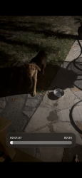 Found/Stray Male Dog last seen Near Piney Woods Rd, Costco, Whitwood Cir, Columbia, SC 29212