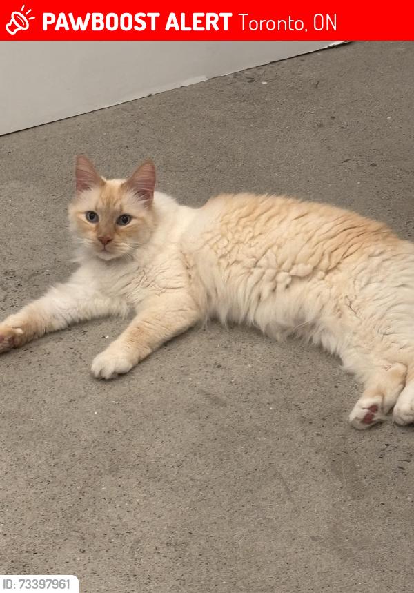 Lost Male Cat last seen Warden Ave and Kingston road, Toronto, ON M1N 2Y6