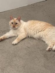 Lost Male Cat last seen Warden Ave and Kingston road, Toronto, ON M1N 2Y6