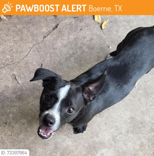 Found/Stray Male Dog last seen Deer Lake Drive and John's Road, Boerne, TX 78006
