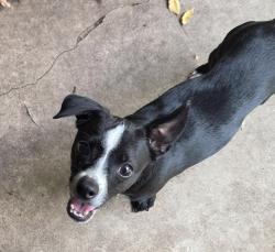 Found/Stray Male Dog last seen Deer Lake Drive and John's Road, Boerne, TX 78006