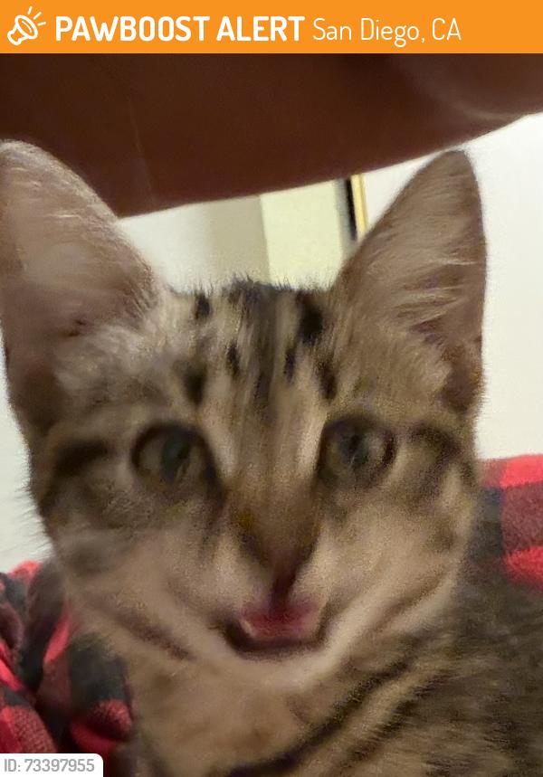 Found/Stray Female Cat last seen Maler and Callejon Musica, San Diego, CA 92129