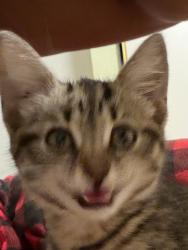 Found/Stray Female Cat last seen Maler and Callejon Musica, San Diego, CA 92129